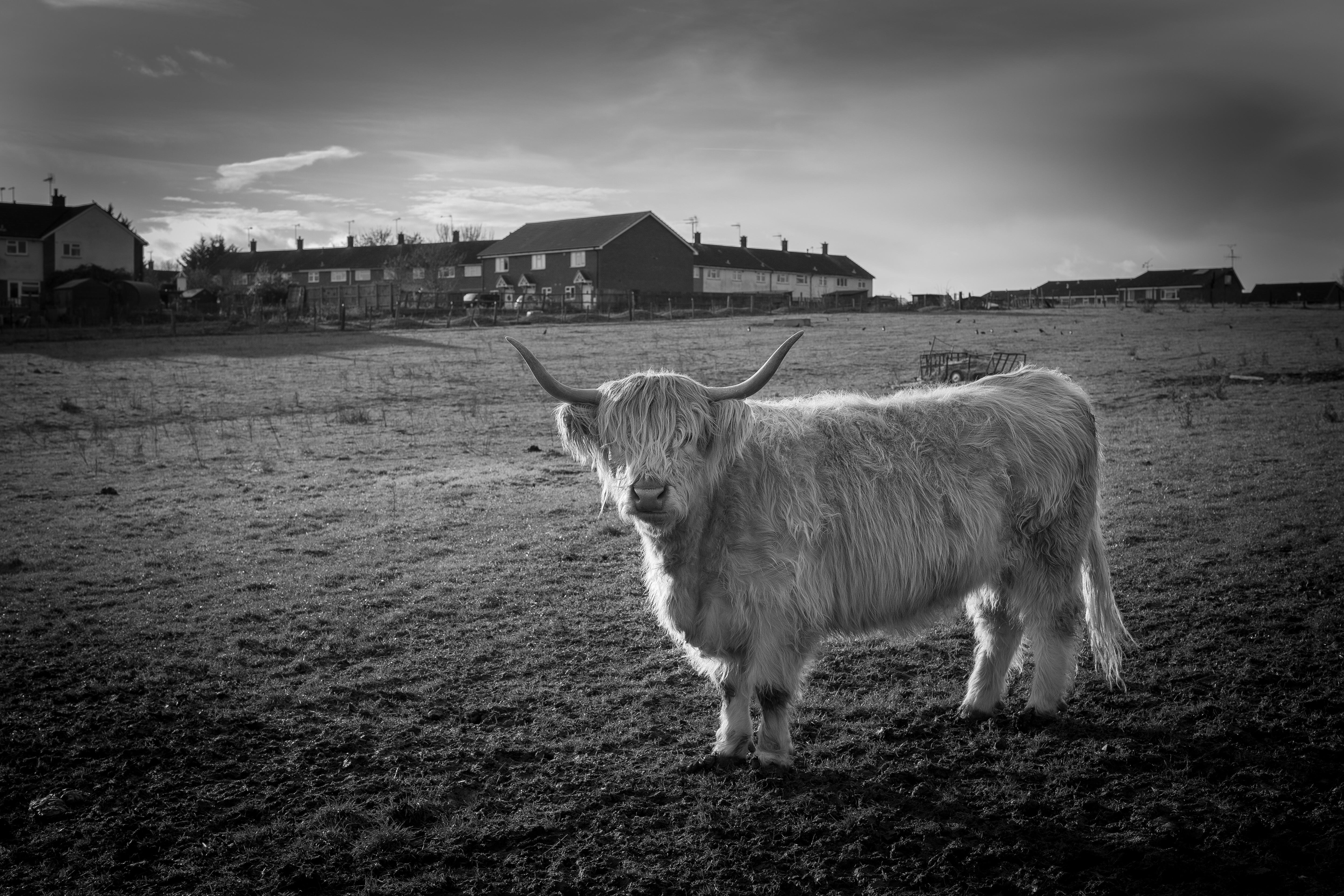 5760x3840 Free Cow Wallpaper & Image. Royalty Free Picture