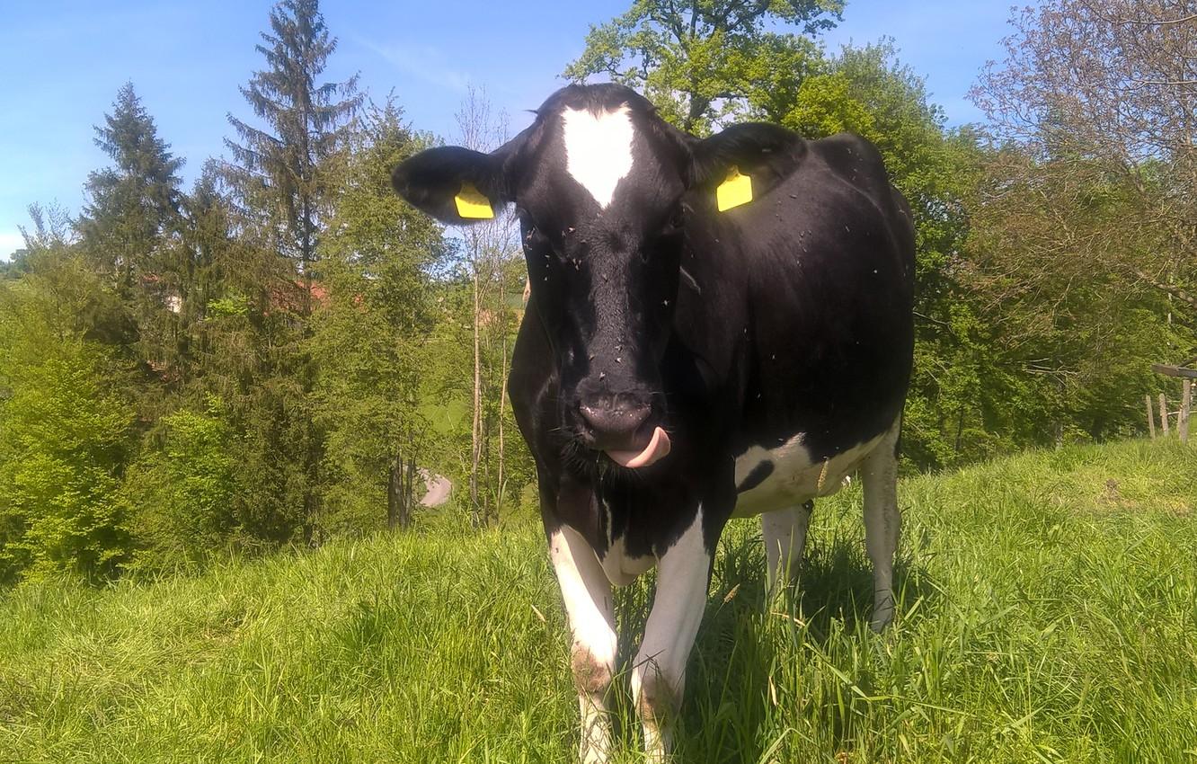 1332x850 Wallpaper green, white, grass, black, trees, animal, meadow, switzerland, tongue, cow image for desktop, section животные
