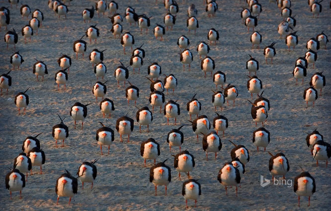 1332x850 Wallpaper birds, USA, Cape May, black skimmers, New Jersey image for desktop, section животные