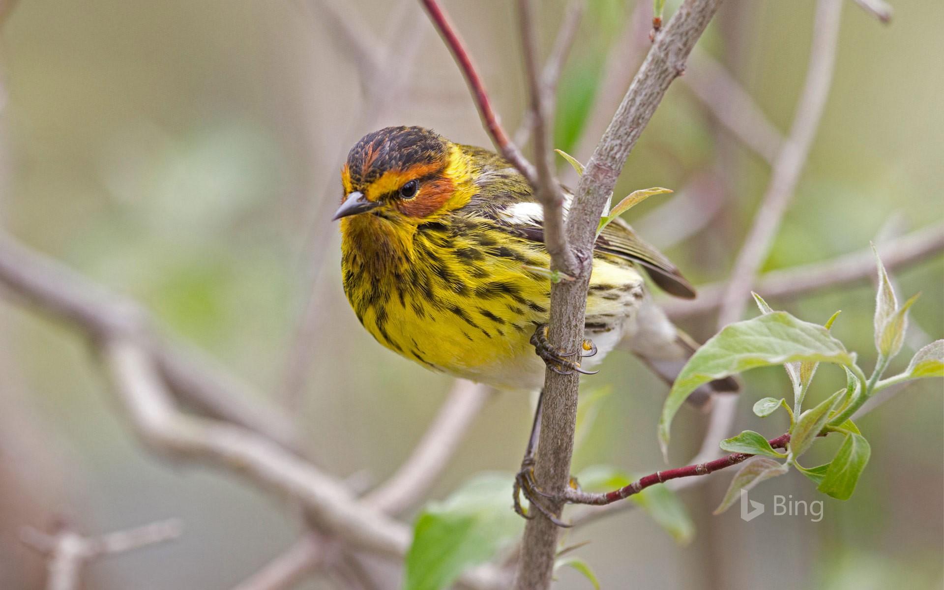 1920x1200 Male Cape May warbler in spring