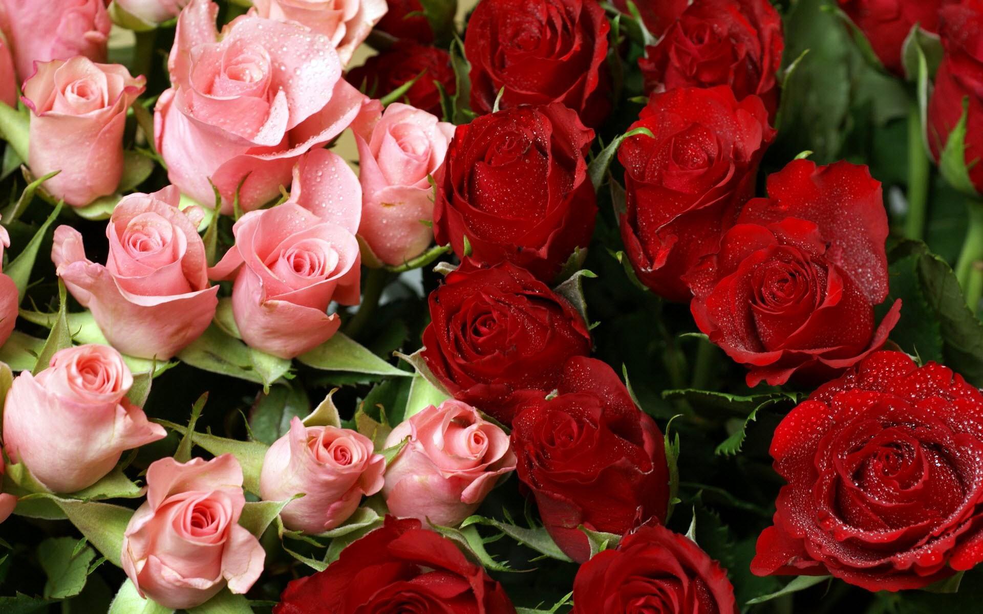 1920x1200 Pink & Red Roses Bouquet Of Rose Flowers