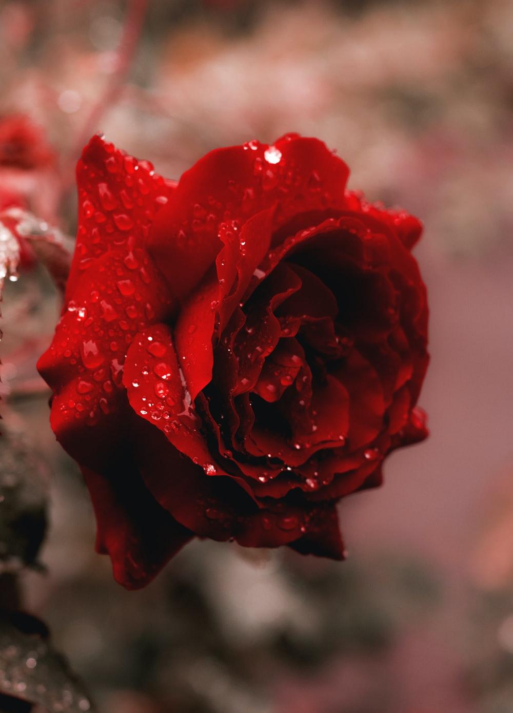 1000x1389 Rose Flower Picture. Download Free Image