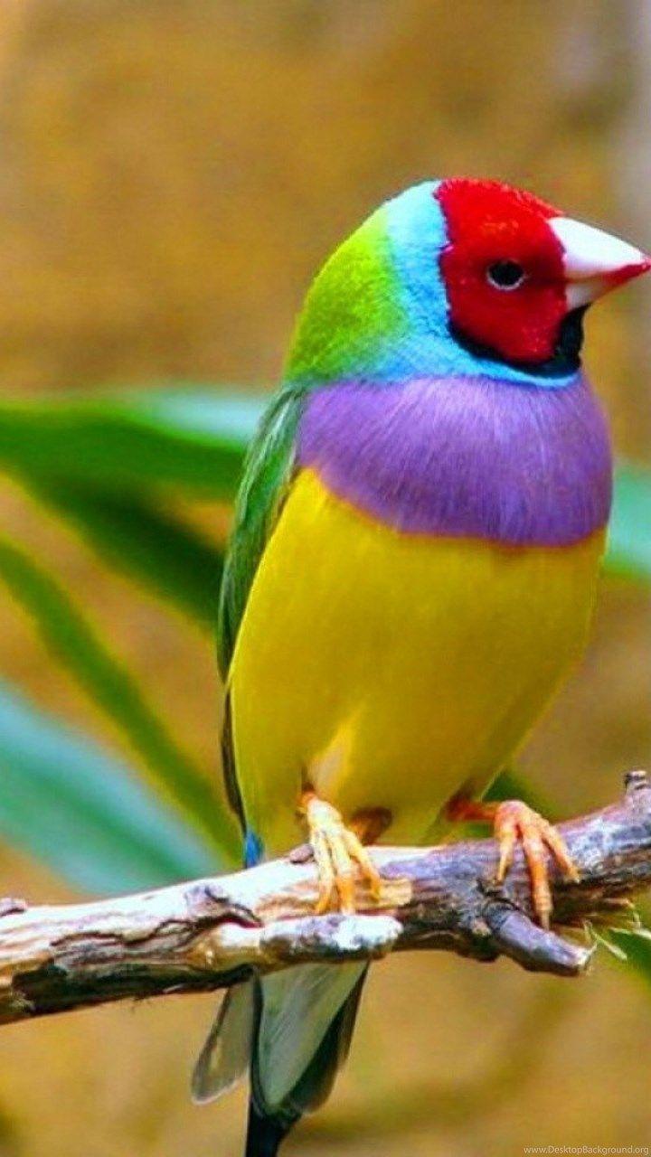 Birds Mobile Wallpapers - Top Free Birds Mobile Backgrounds -  WallpaperAccess