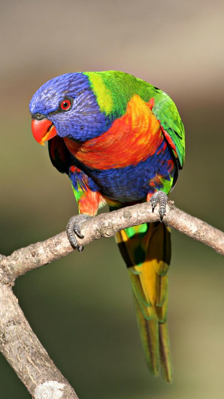 750x1334 Bird Wallpaper: HD, 4K, 5K for PC and Mobile. Download free image for iPhone, Android