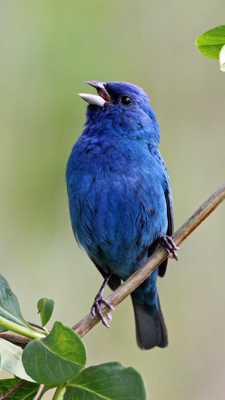 750x1334 Animal Indigo Bunting