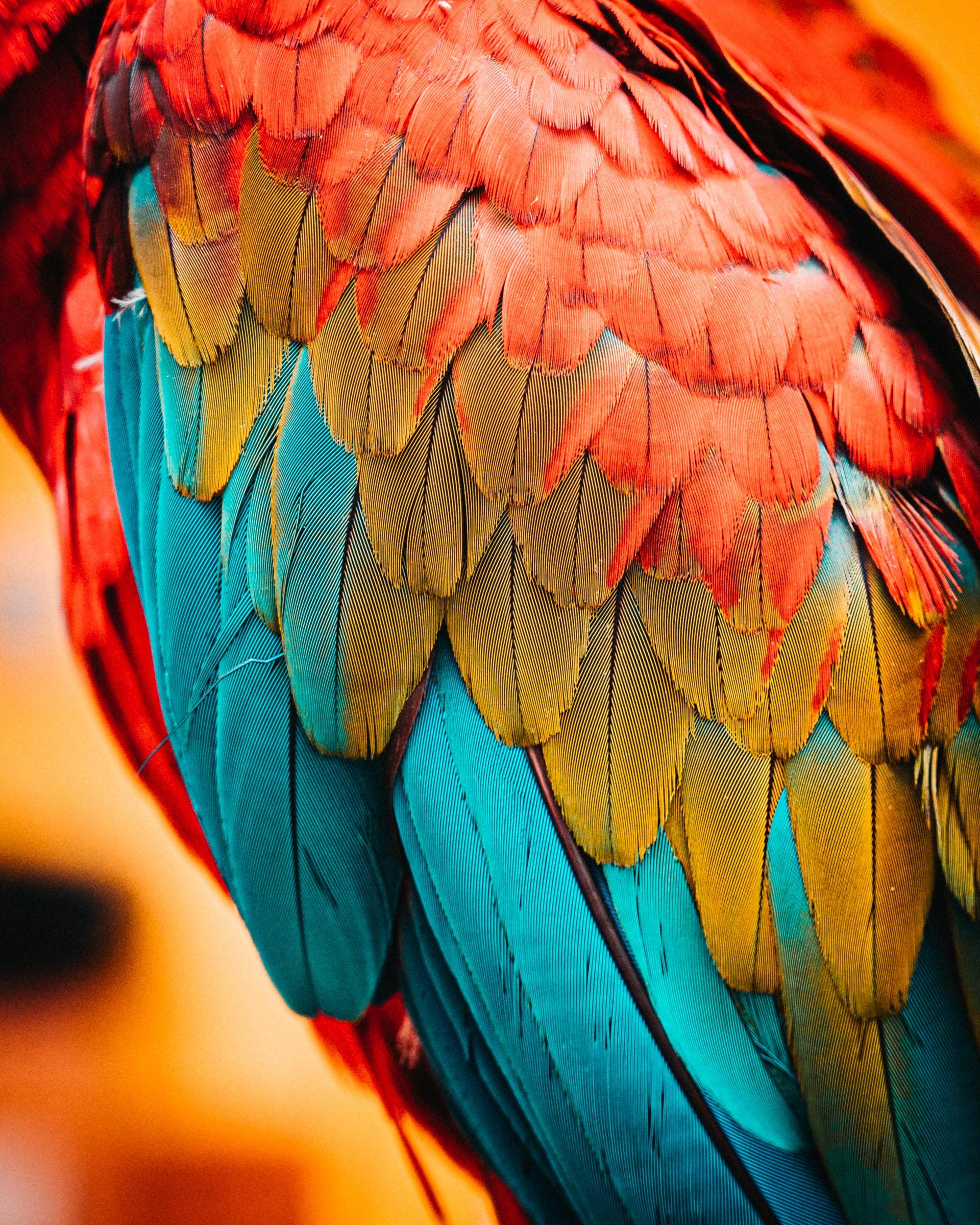1920x2399 Rainbow Bird Feathers Mobile Phone full HD wallpaper