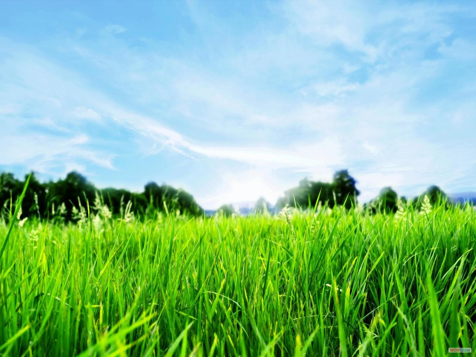 1600x1200 Green Grass Blue Sky HD Widescreen Wallpaper
