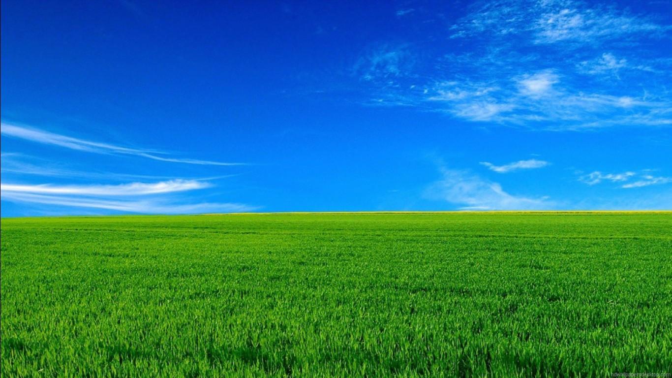 1366x768 Green Grass Under Blue Sky HD Nature Wallpaper