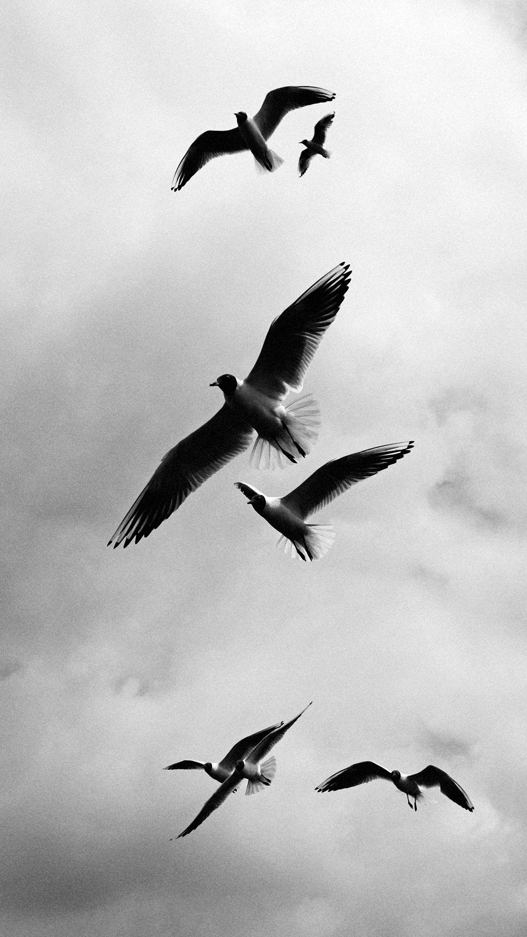1080x1920 Free Bird Wallpaper Birds Wallpaper & Background Download