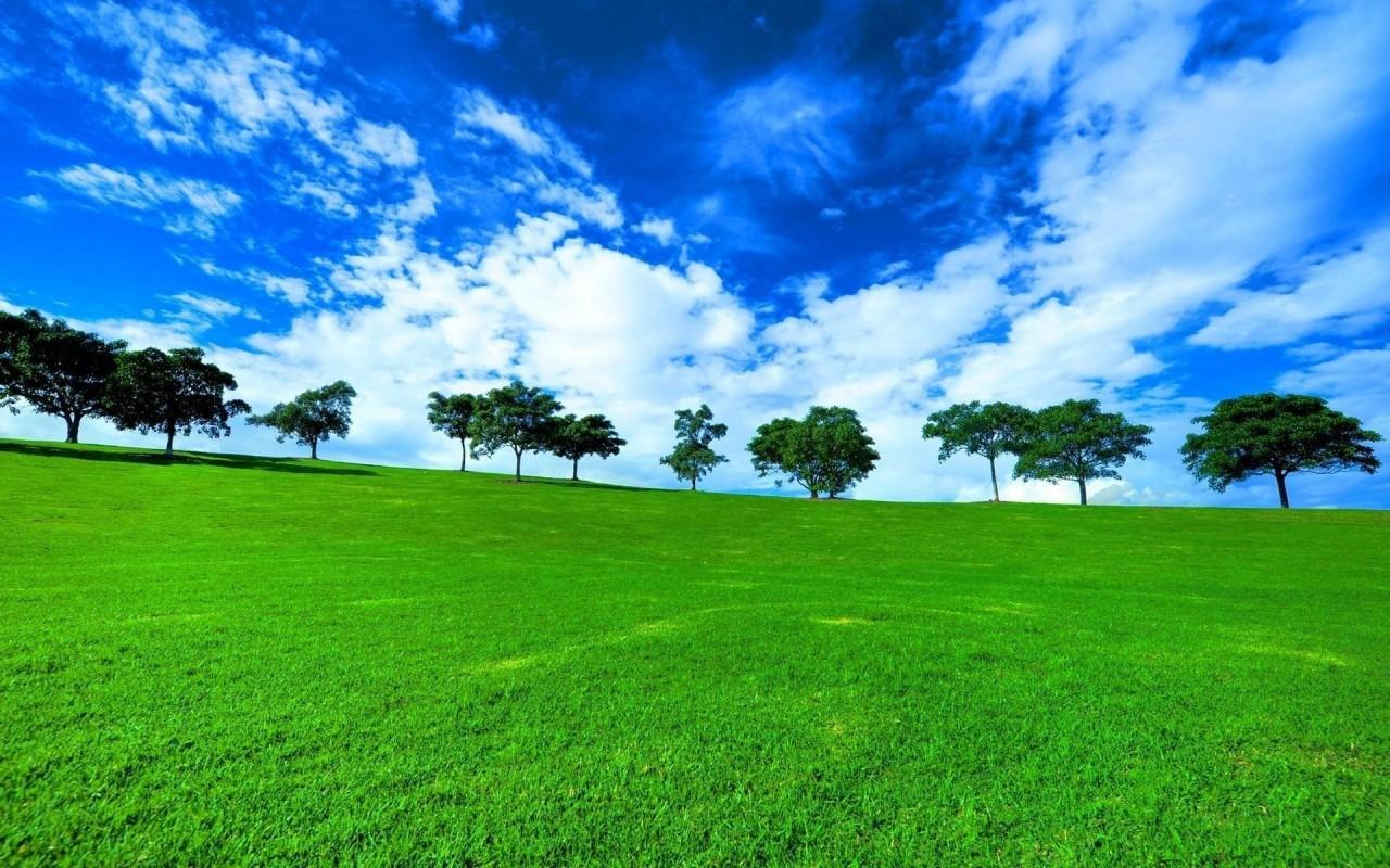 1280x800 Green grass and blue sky 3D Models. Free