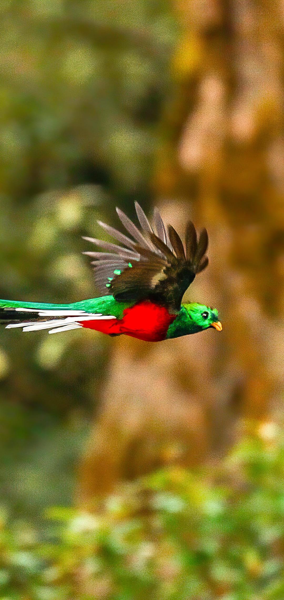 1080x2280 Birds Mobile Wallpaper Free Wallpaper For Android And Phone