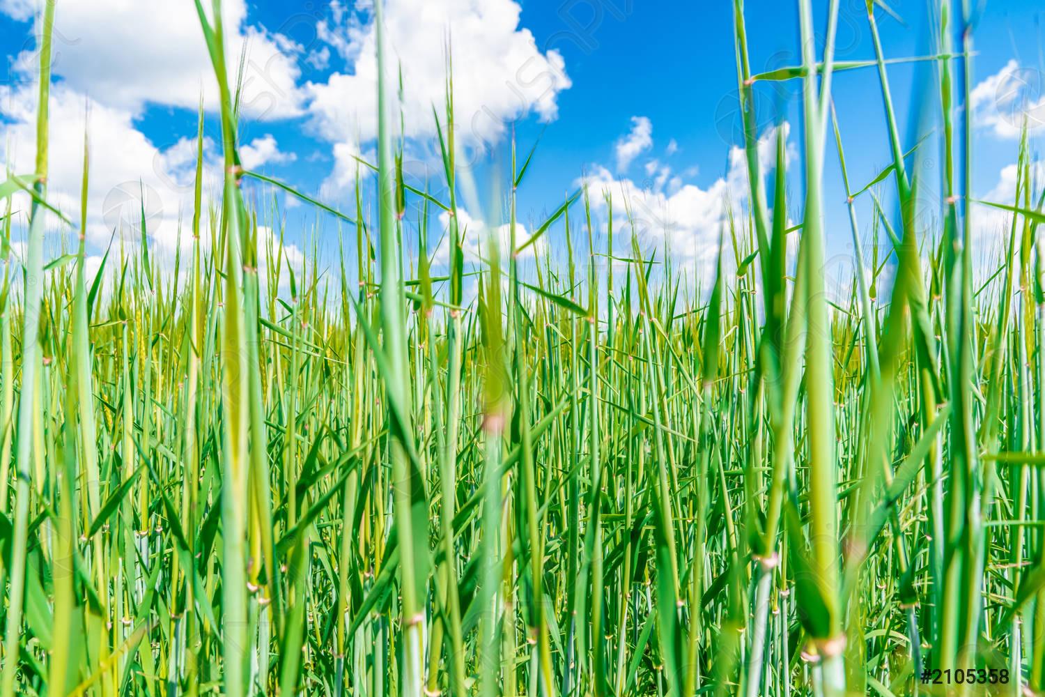 1500x1000 Green grass in the meadow, blue sky wallpaper