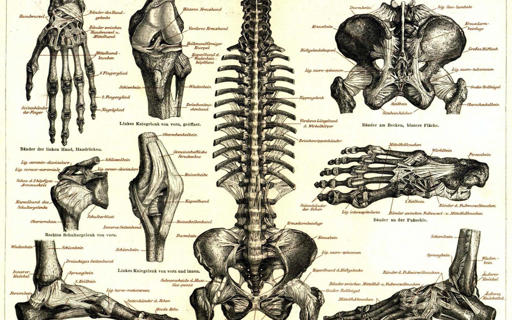 1680x1050 Free download Medicine Anatomy Wallpaper 2048x1656 Medicine Anatomy Skeletons [2048x1656] for your Desktop, Mobile & Tablet. Explore Anatomy Wallpaper HD. Grey's Anatomy HD Wallpaper