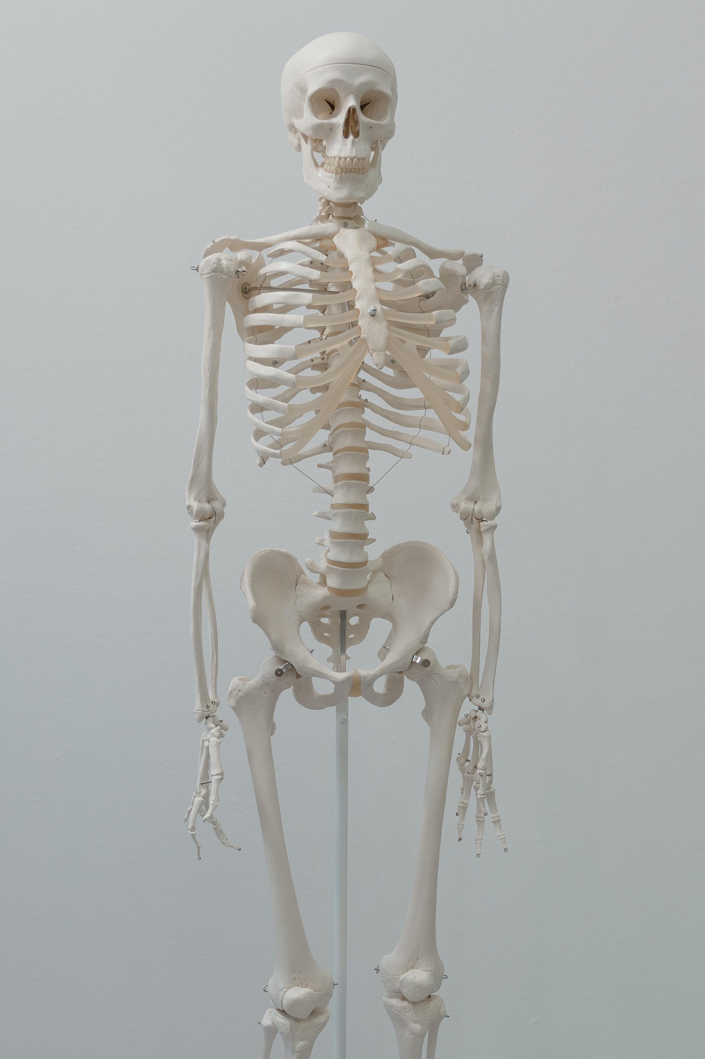 2294x3442 Human Skeleton Model · Free