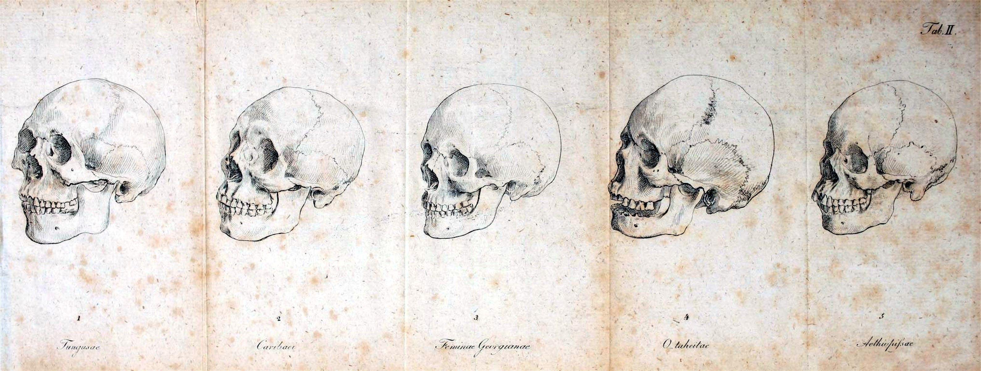 3178x1205 Medical Anatomy Skull 2. CVLT Nation. Medical Illustration, Scientific Illustration, Skeleton Anatomy