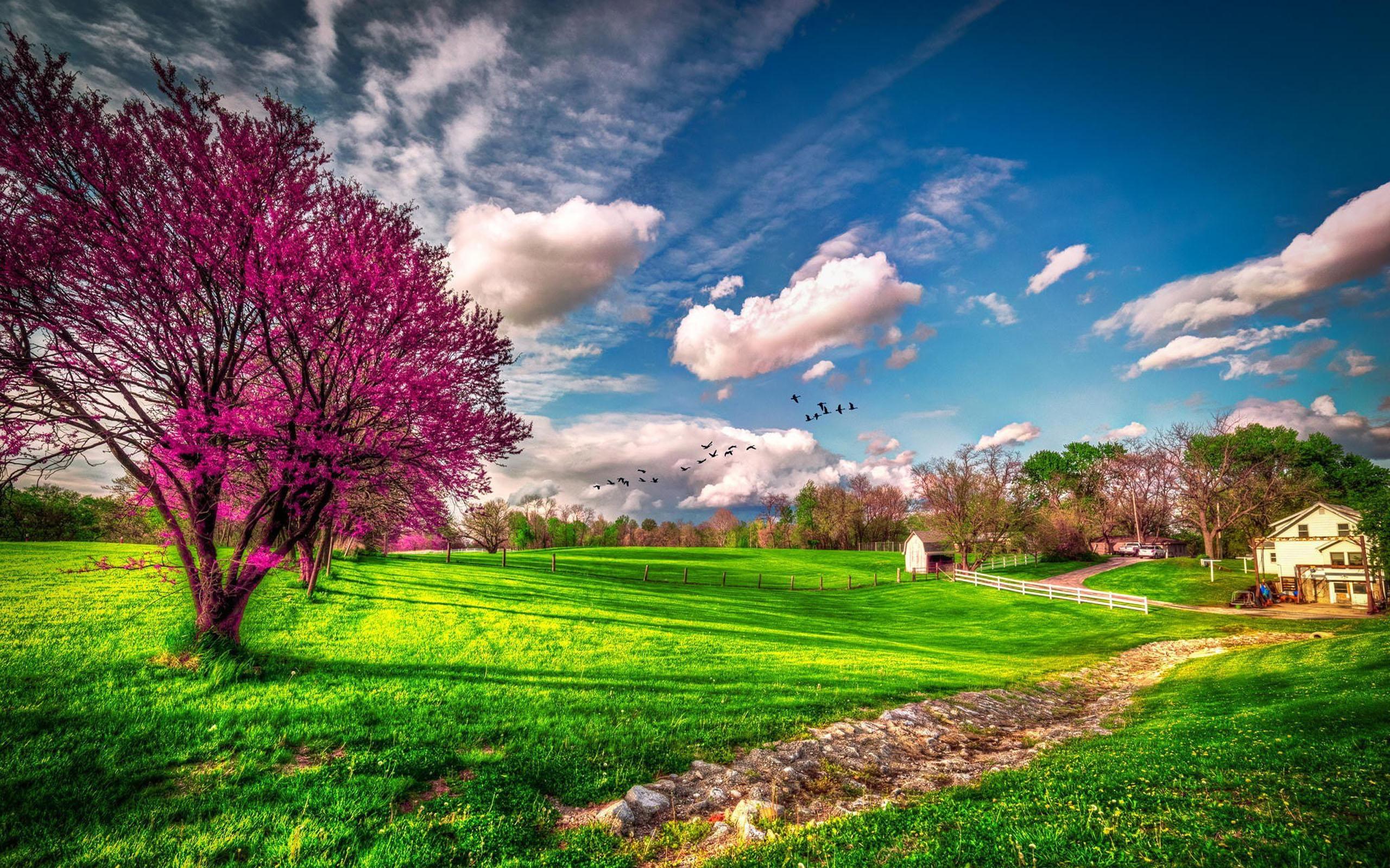 2560x1600 Spring Meadow Landscape With Green Grass, Trees Rascetani Wild Ducks In Flight Blue Sky With White Clouds Desktop Background Free Download For Windows :