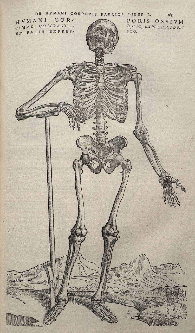 750x1278 Dvořák