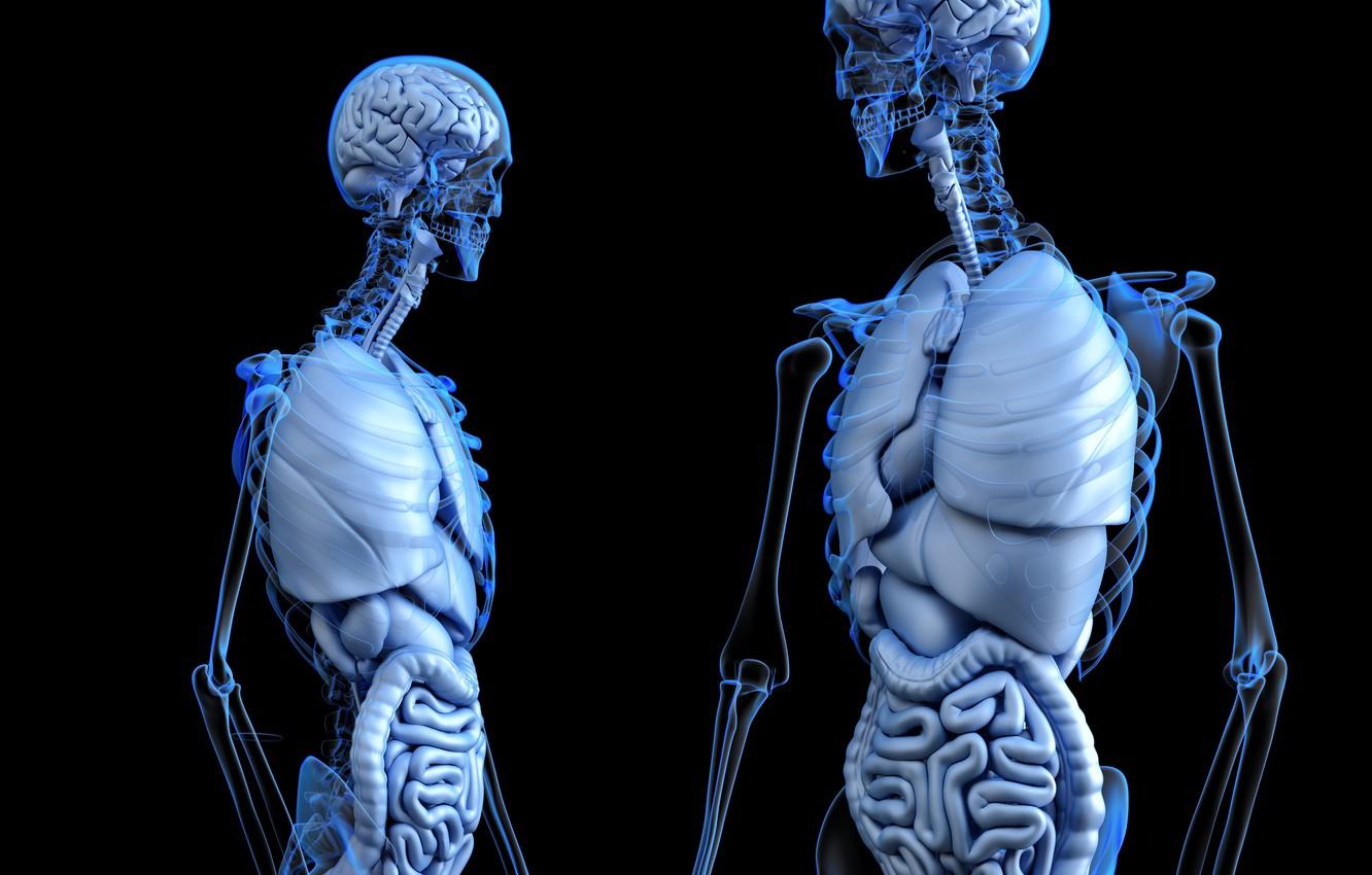 1332x850 Wallpaper PEOPLE, ANATOMY, SKELETONS, BODIES image for desktop, section рендеринг