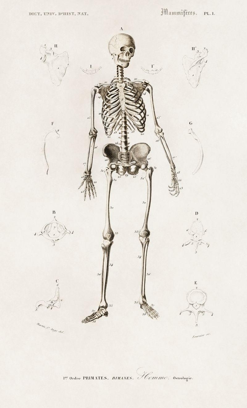800x1322 Appendicular Skeleton Image Wallpaper