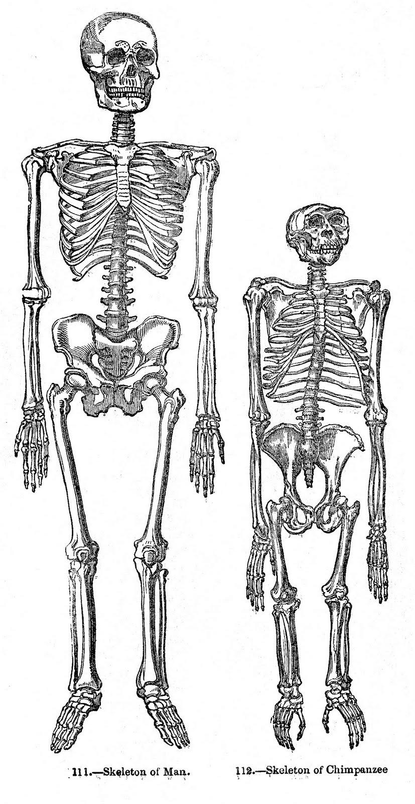 827x1600 Vintage Anatomy Skeleton Image Graphics Fairy
