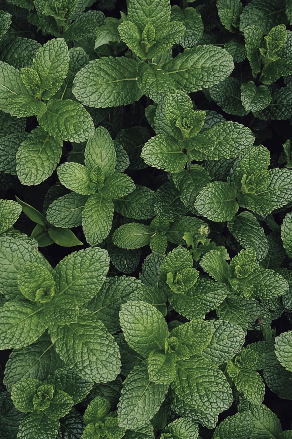 1000x1500 Medicinal Plants Picture. Download Free Image