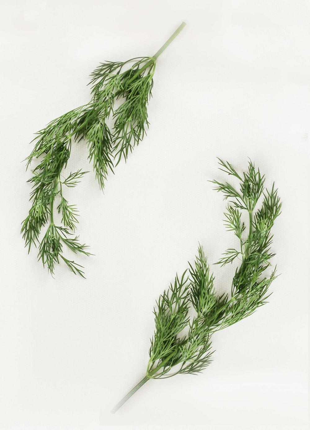 1000x1388 Medicinal Plants Picture. Download Free Image