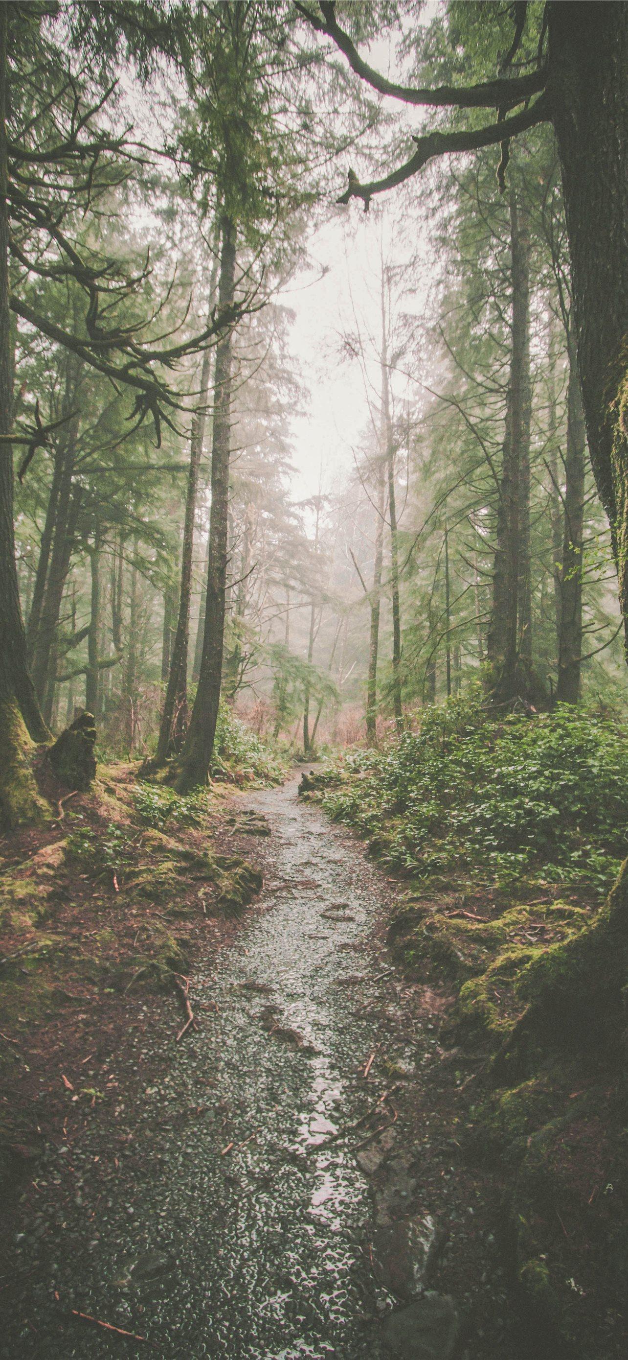 1284x2778 olympic national park iPhone Wallpaper Free Download