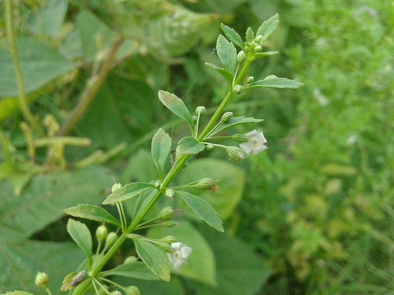 1280x960 Medicinal Plant (Herbs)