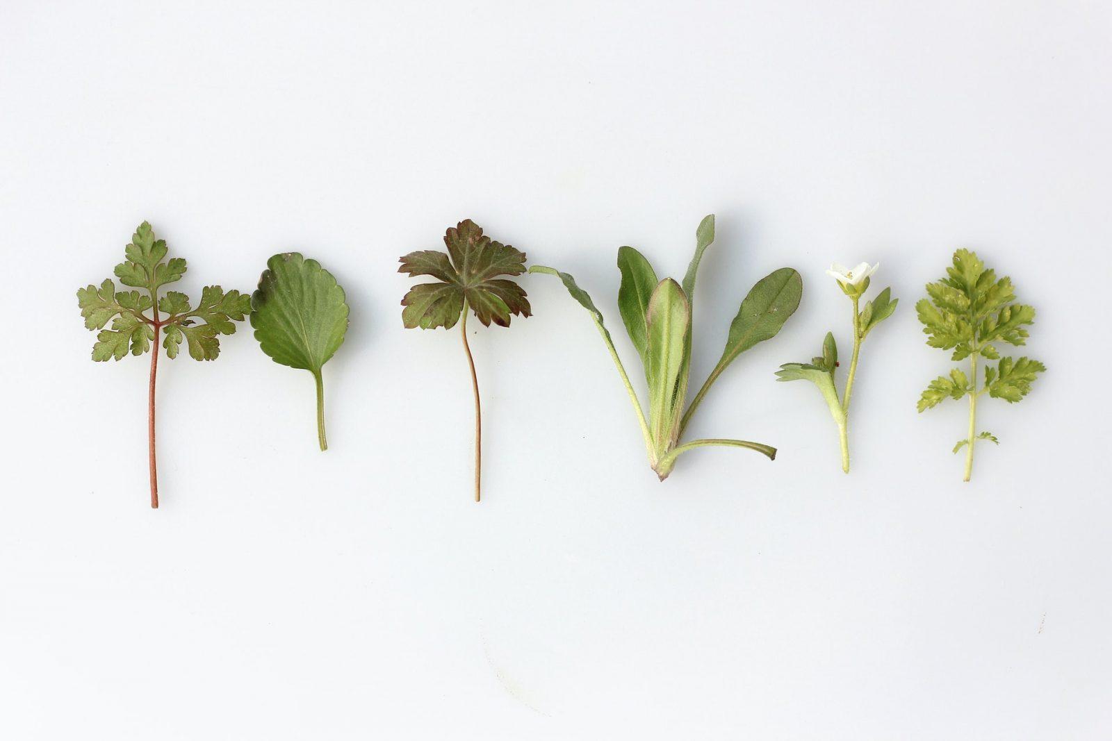 1600x1067 Types of Medicinal Herbs. Healthy Living, Wellness & Nutrition Expert. Dr John La Puma