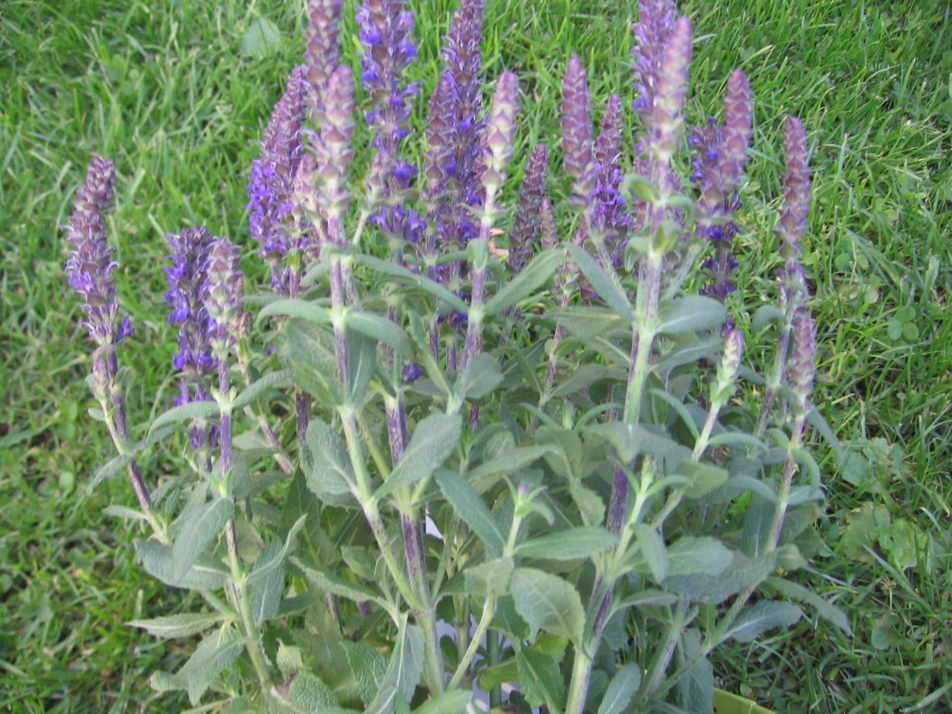 1920x1440 Download free photo of Medicinal herb, flower, sage, free picture, free photo