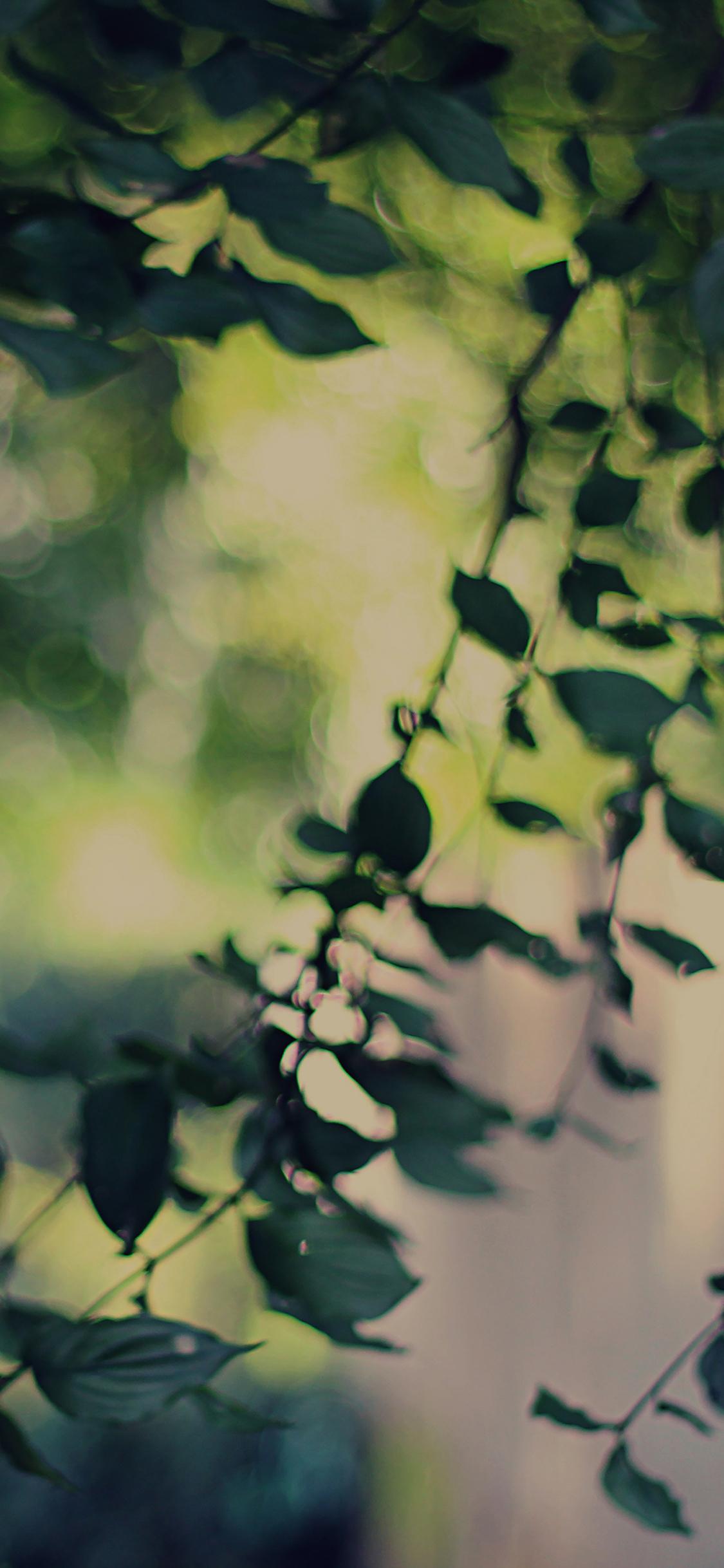 1125x2436 iPhone X wallpaper. tree bokeh calm lovely morning nature park