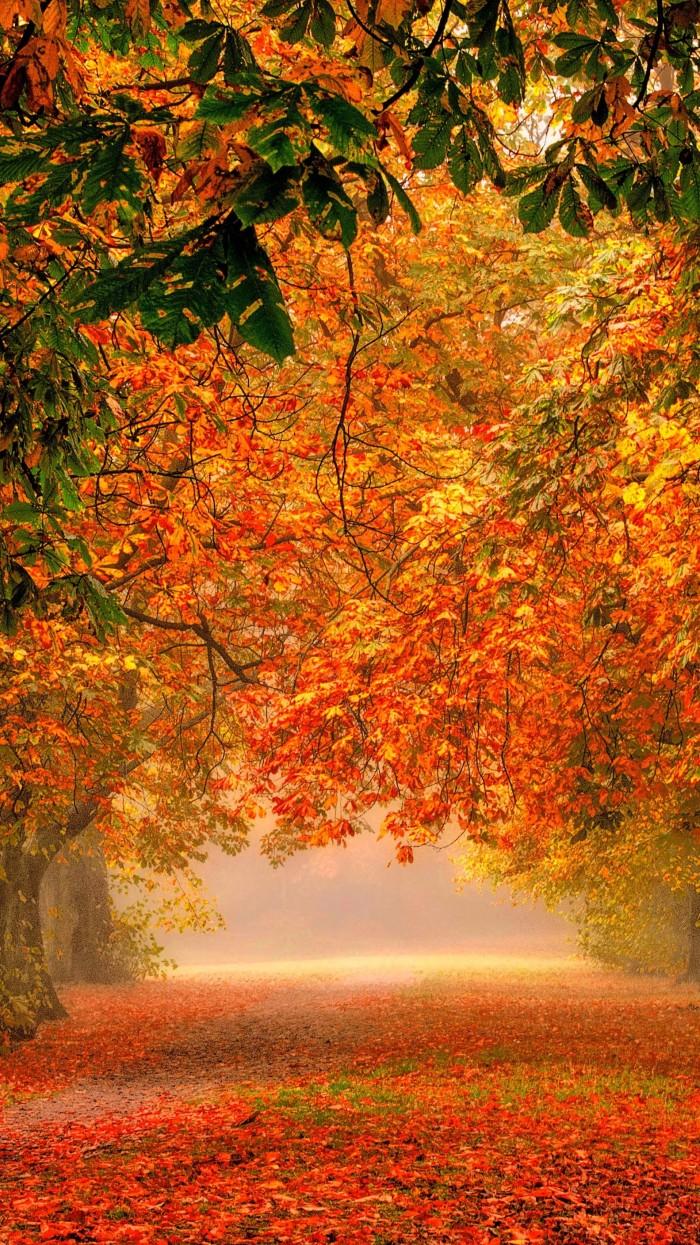 700x1245 Forest Nature Park Colorful Leaves IPhone Wallpaper iPhoneswallpaper Com