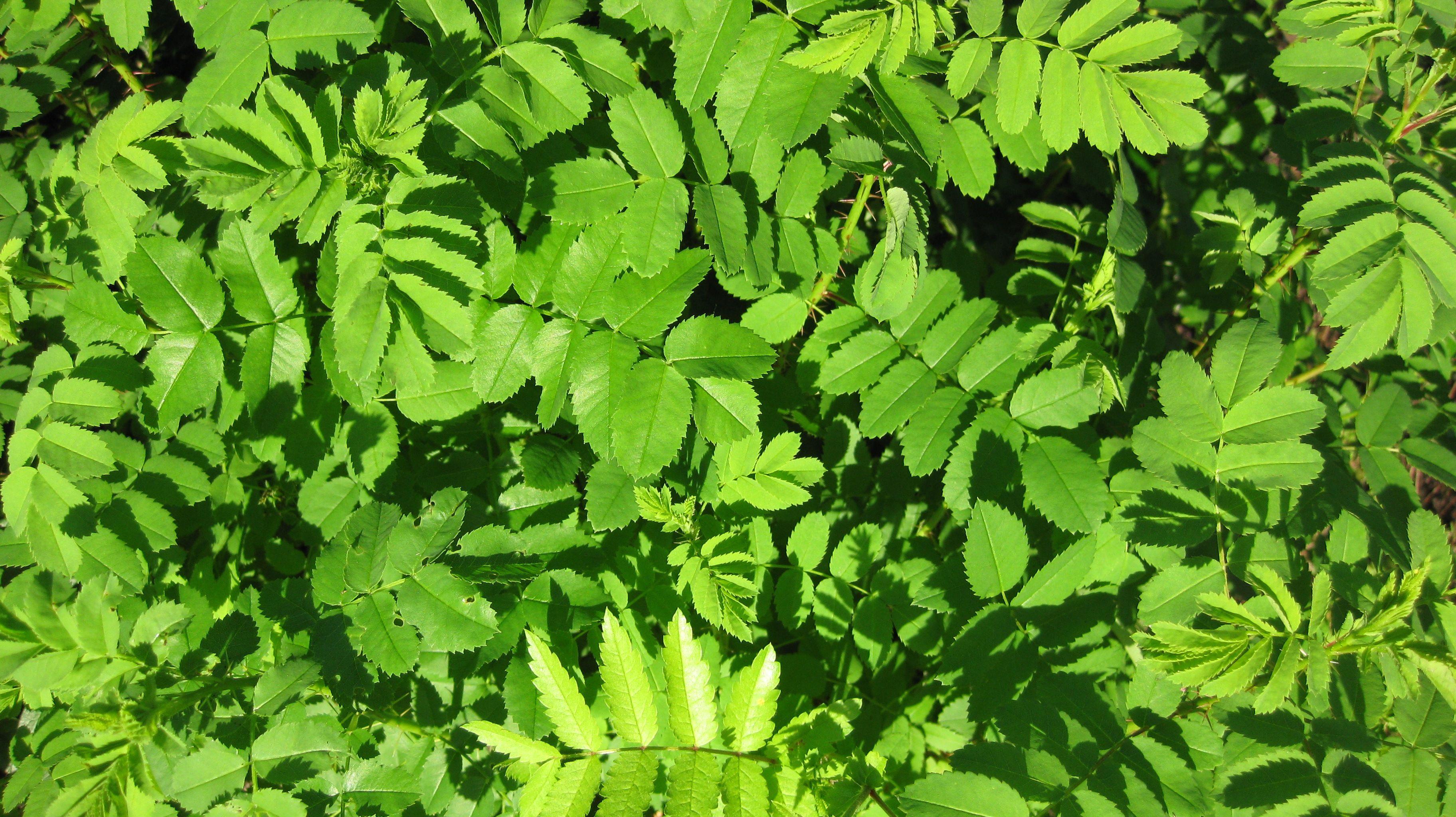 3648x2048 Green. Herbs, Green, Wallpaper
