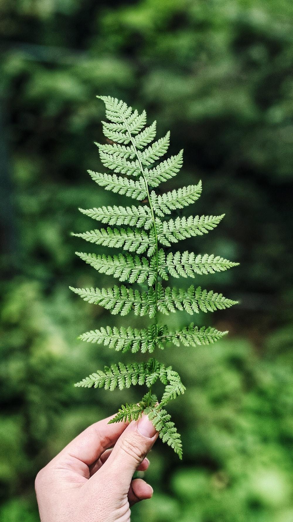 1000x1778 Medicinal Plants Picture. Download Free Image