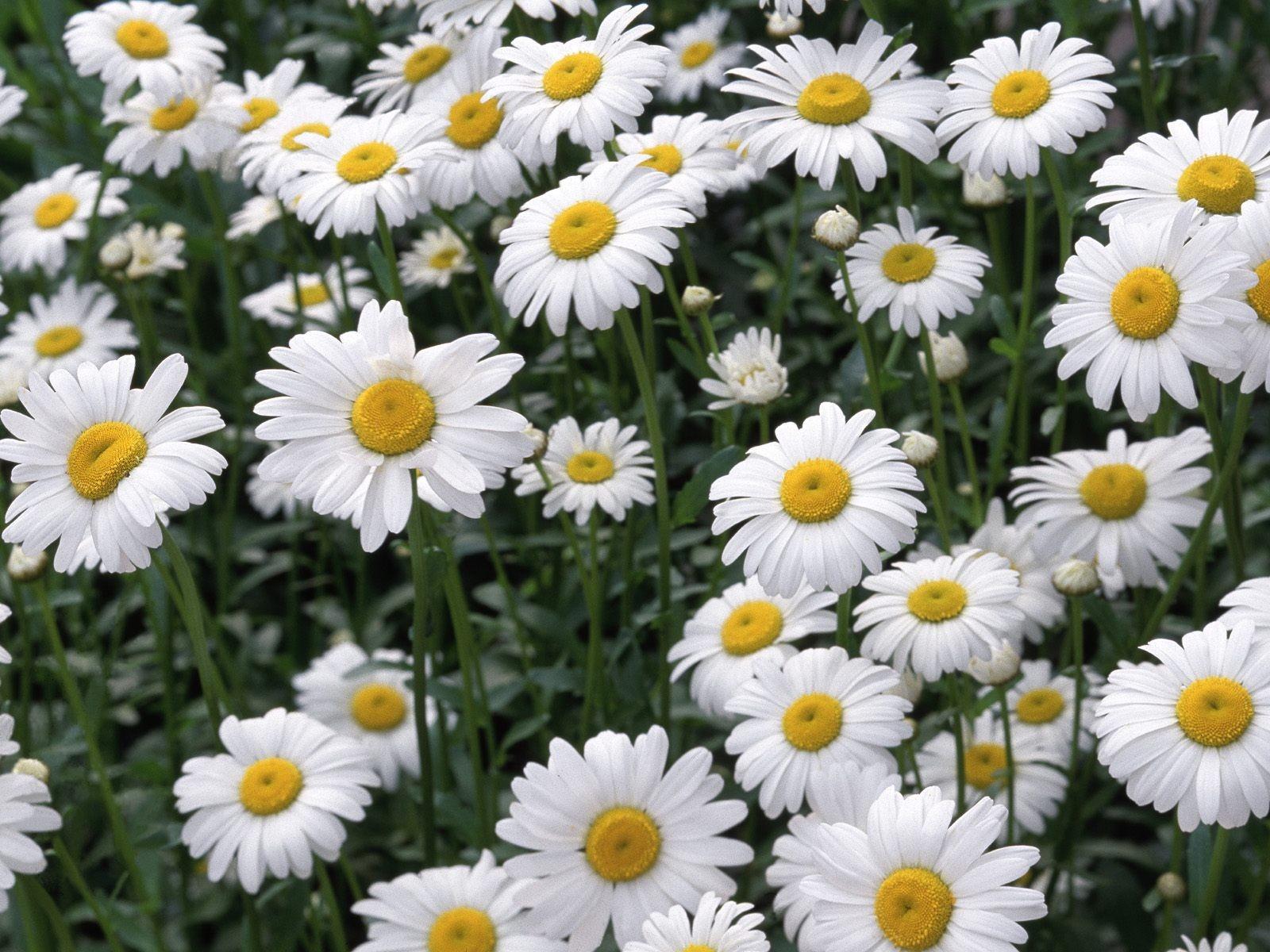 1600x1200 Grassland Medicinal Plants You Can Use