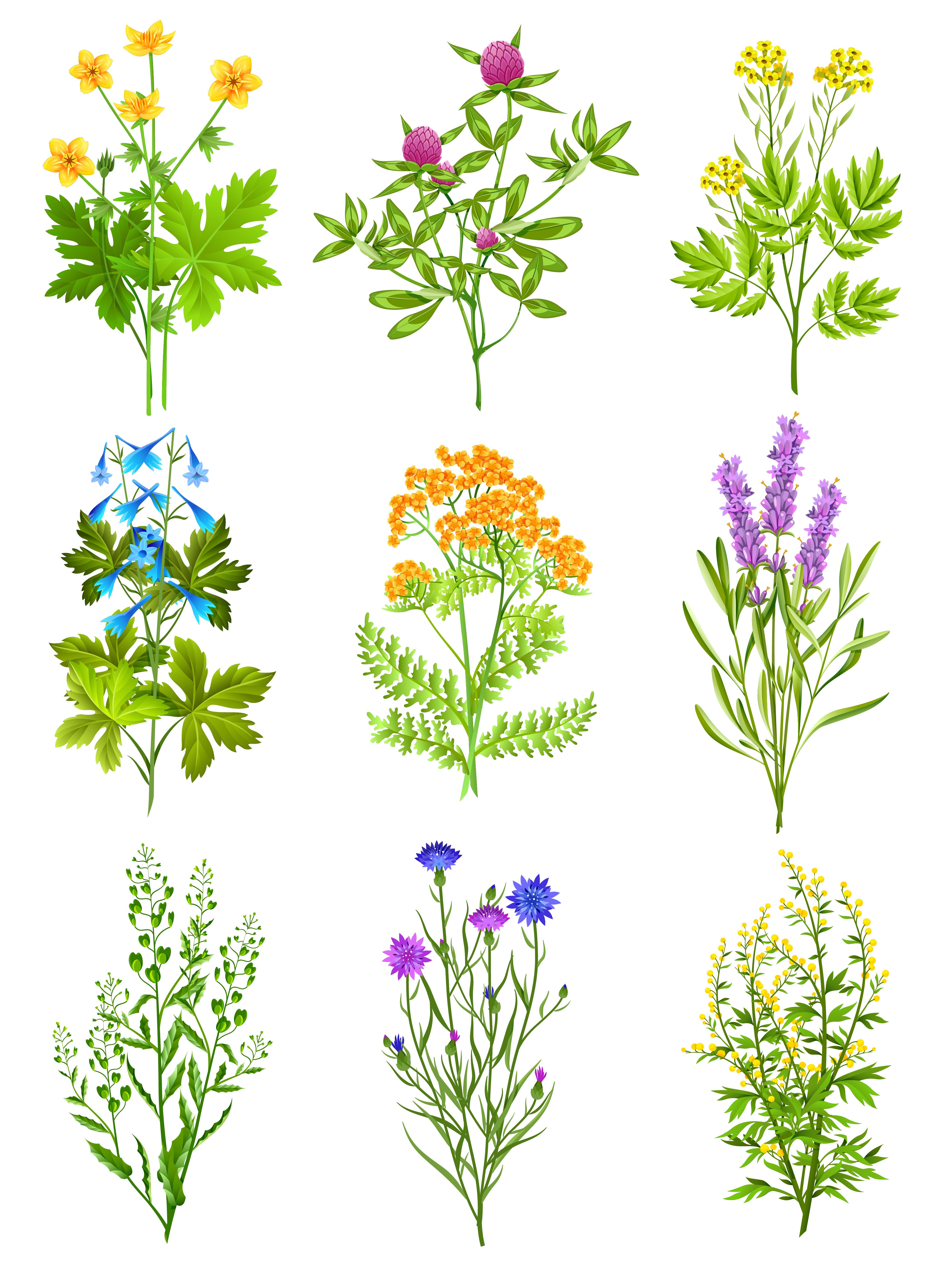 4000x5300 Collection Of Wild Herbs