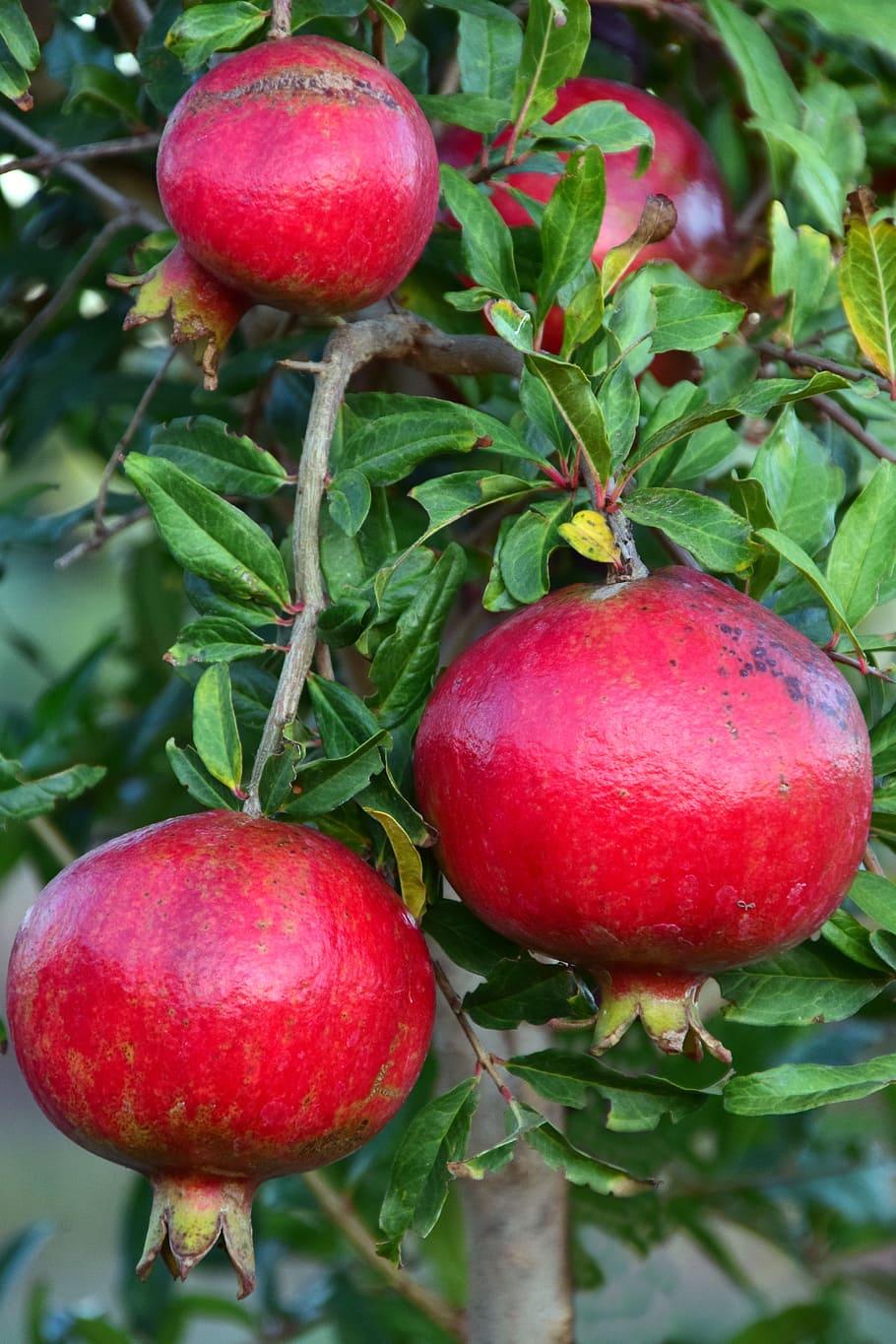 910x1365 Pomegranate, Pomegranate Tree, Fruits, Leaves, Red