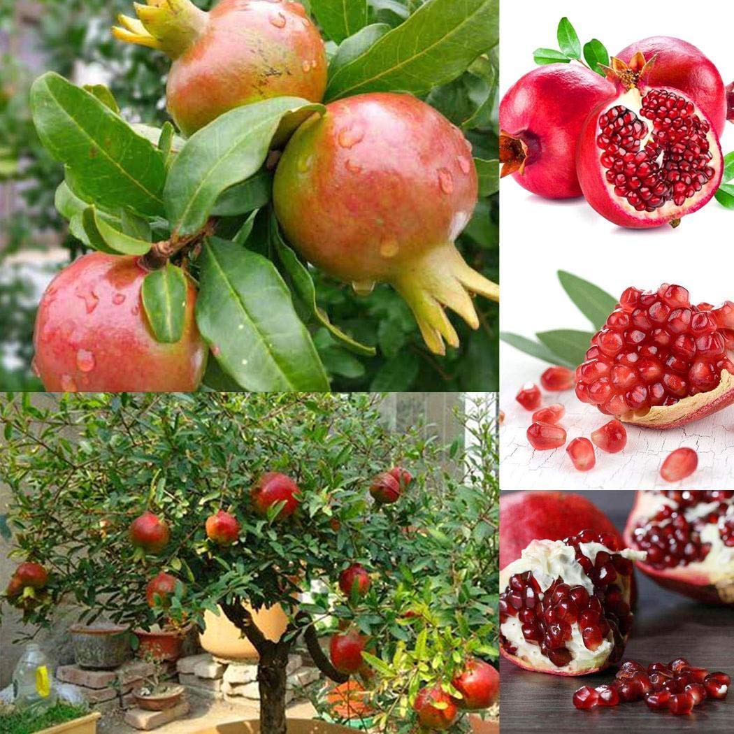 1050x1050 M Technologies Rare Pomegranate Fruit SeedAngel Red Exotic 15 Fruit Seeds For Growing : Amazon.in: Garden & Outdoors