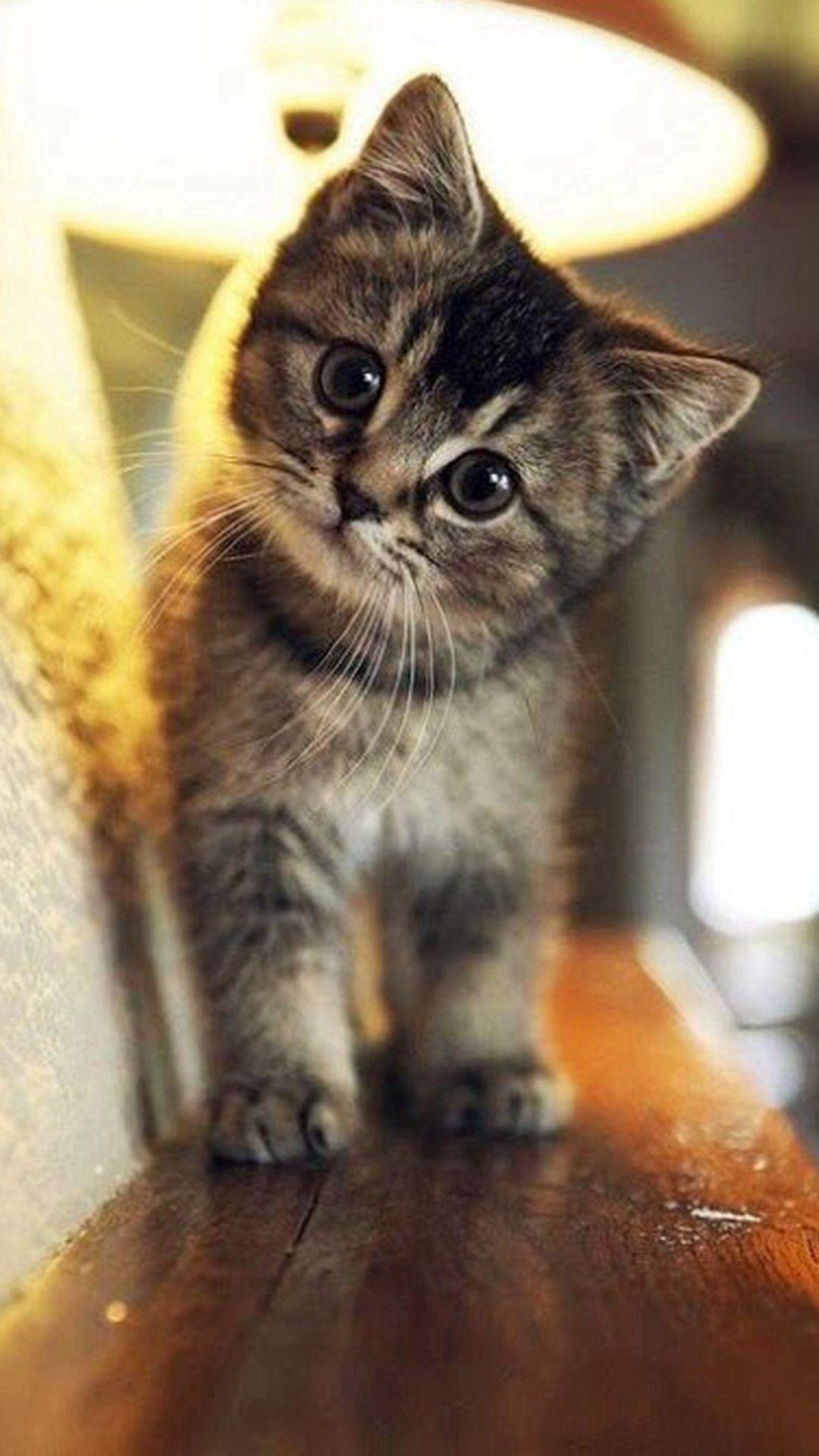 Cute Kittens Wallpapers For Mobile  Wallpaper Cave