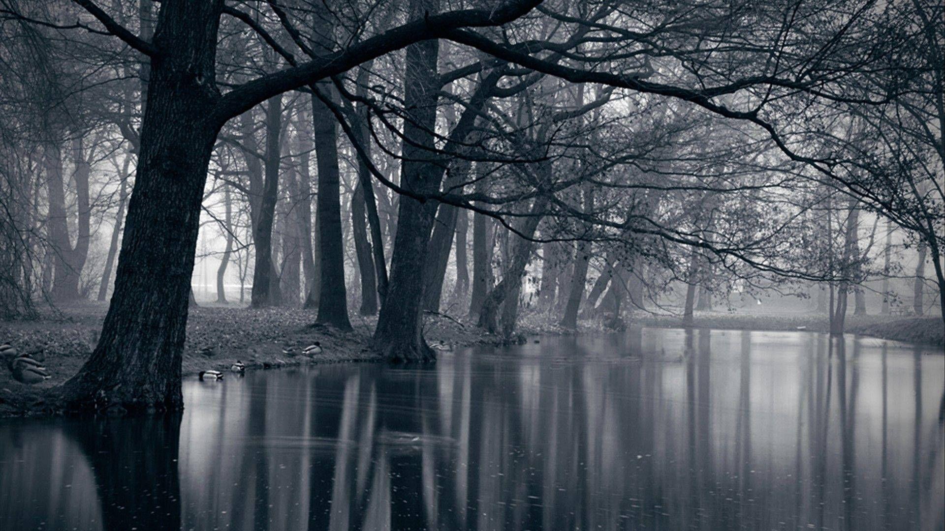 1920x1080 Dark Forest Wallpaper Best Dark Forest Background, Image