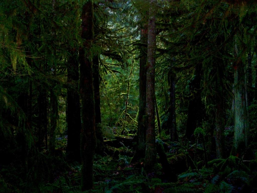 1024x768 Dark forest desktop PC and Mac wallpaper