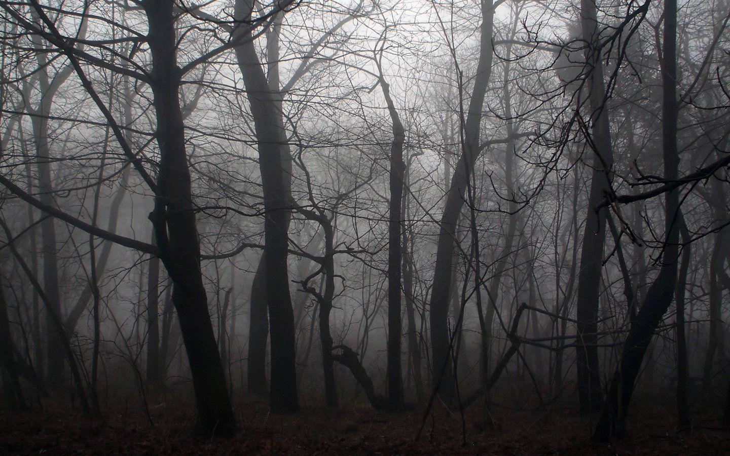1440x900 Dark Forest Wallpaper