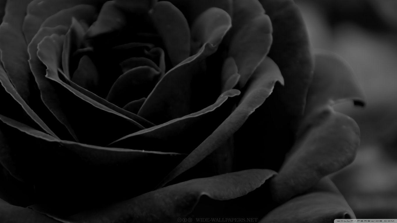 1366x768 Black Rose ❤ 4K HD Desktop Wallpaper for 4K Ultra HD TV • Wide