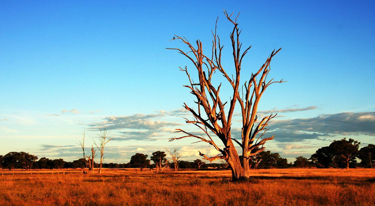 1280x703 Tree Outback Australia