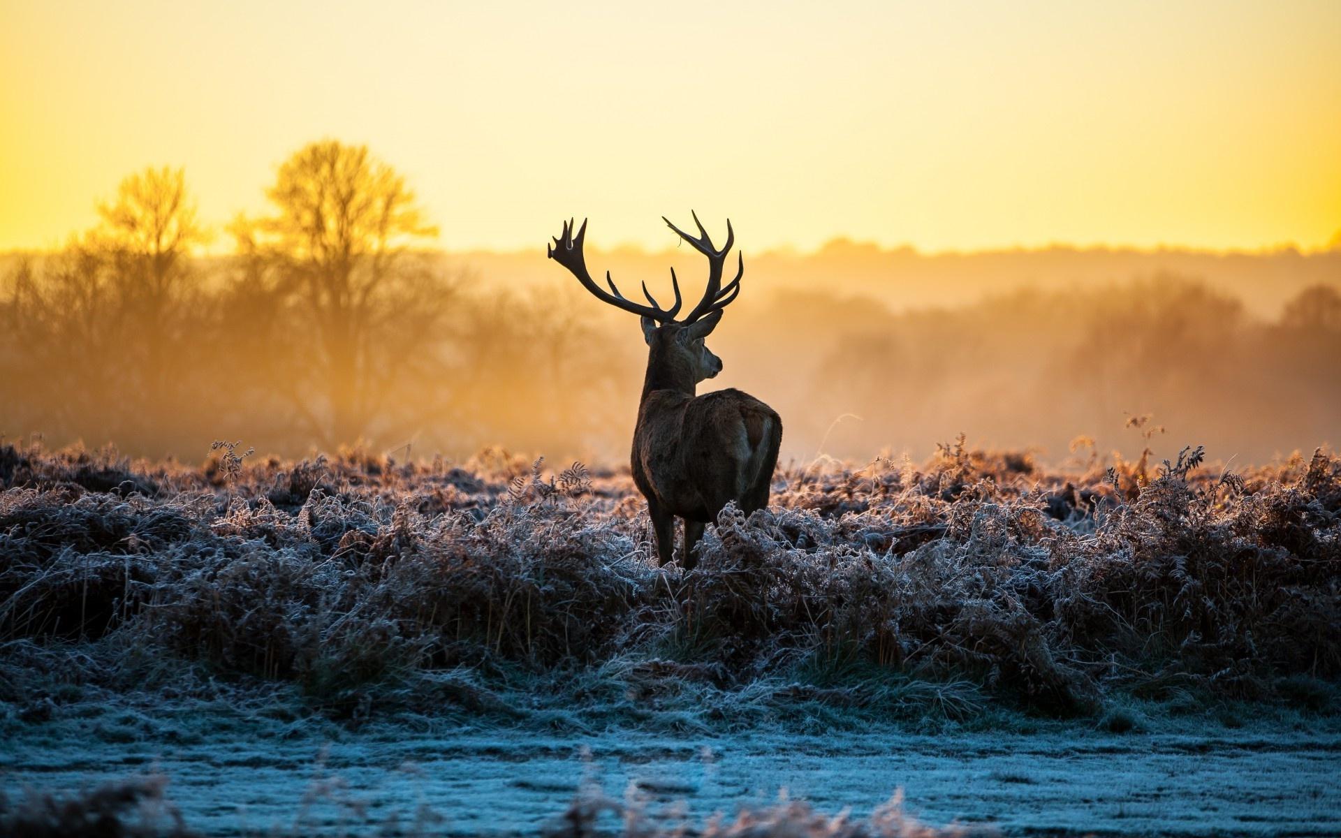 1920x1200 Wallpaper Horns, Autumn, Deer, Sunset, Back View:1920x1200