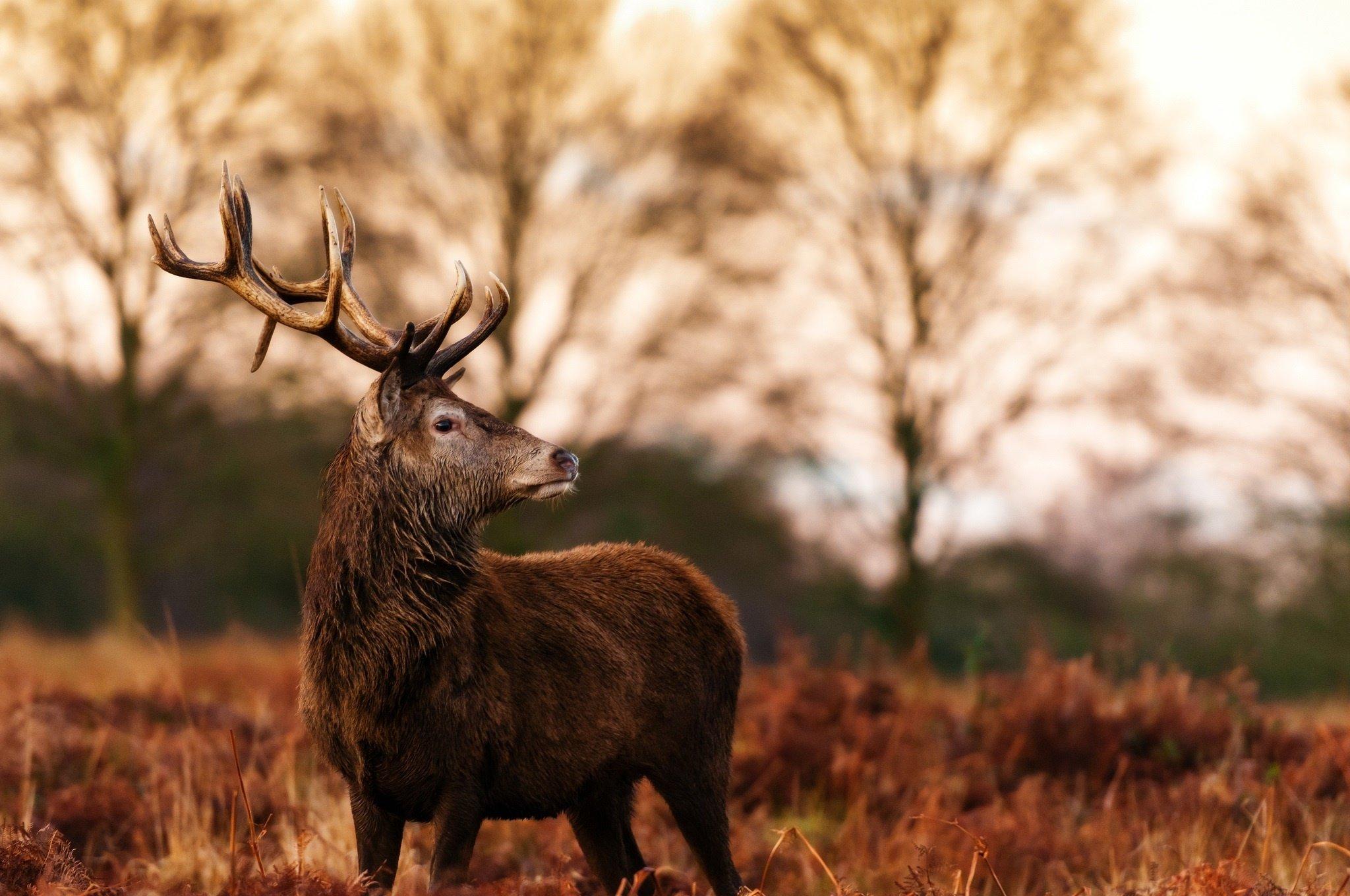 2048x1360 deer, Antlers, Profile, Autumn Wallpaper HD / Desktop and Mobile Background