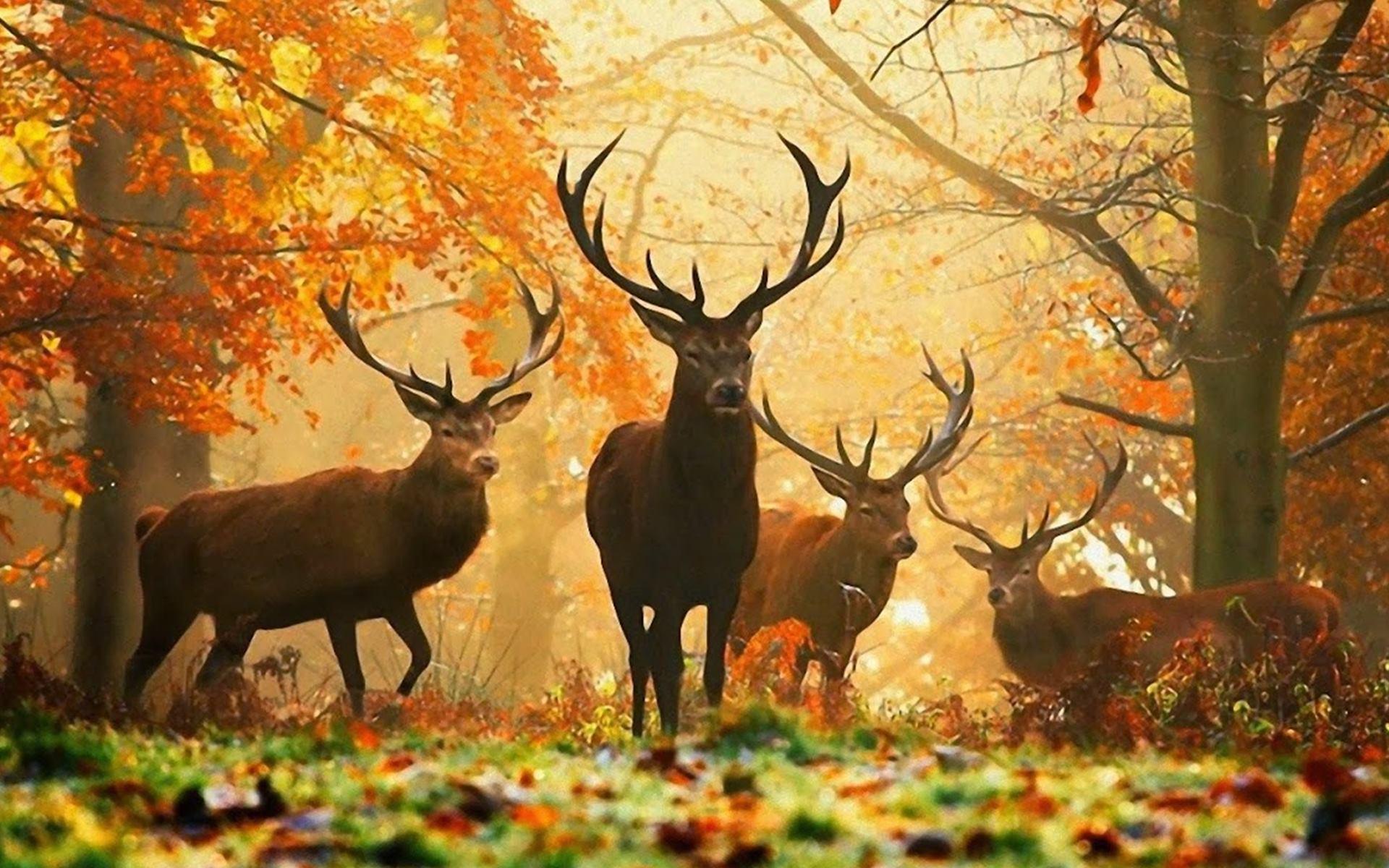 1920x1200 Deer In Autumn Forest HD Wallpaper