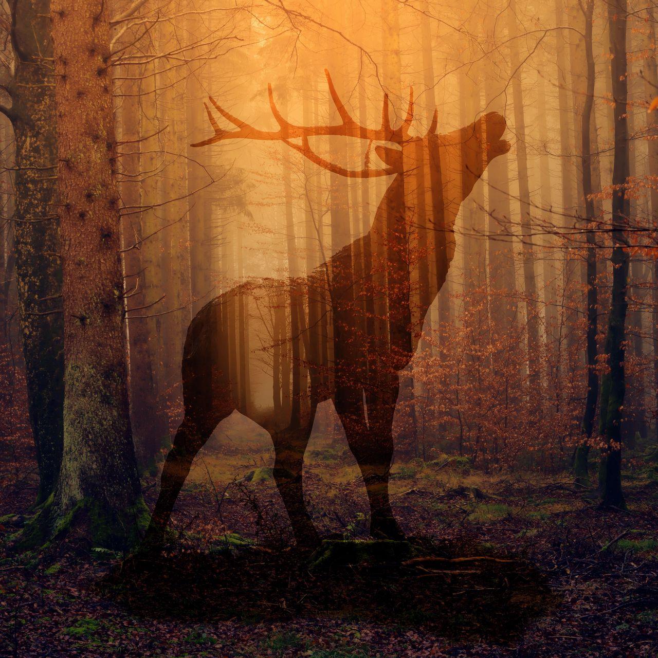 1280x1280 Download wallpaper 1280x1280 deer, forest, fog, silhouette, autumn ipad, ipad ipad mini for parallax HD background