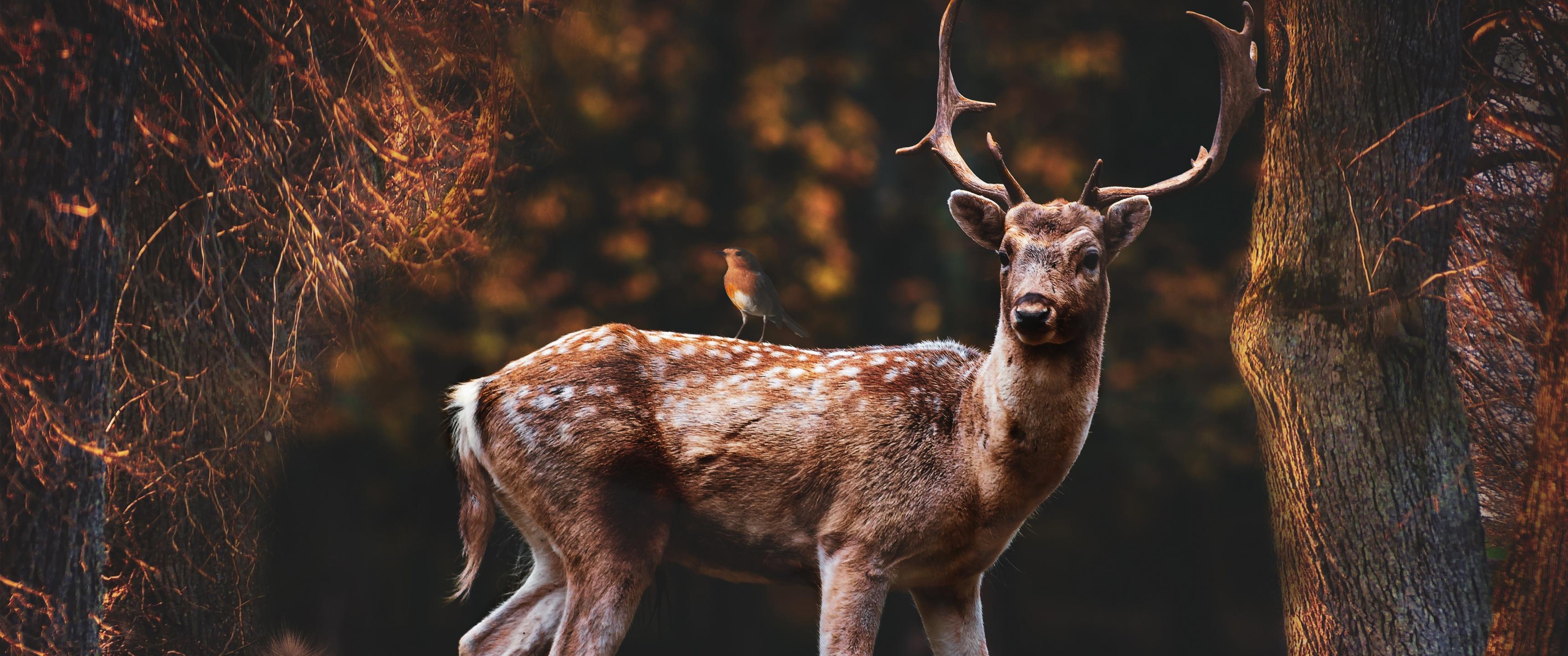 3440x1440 Fallow deer Wallpaper 4K, Squirrel, Bird, Trees, Forest, Autumn, 5K, 8K, Animals