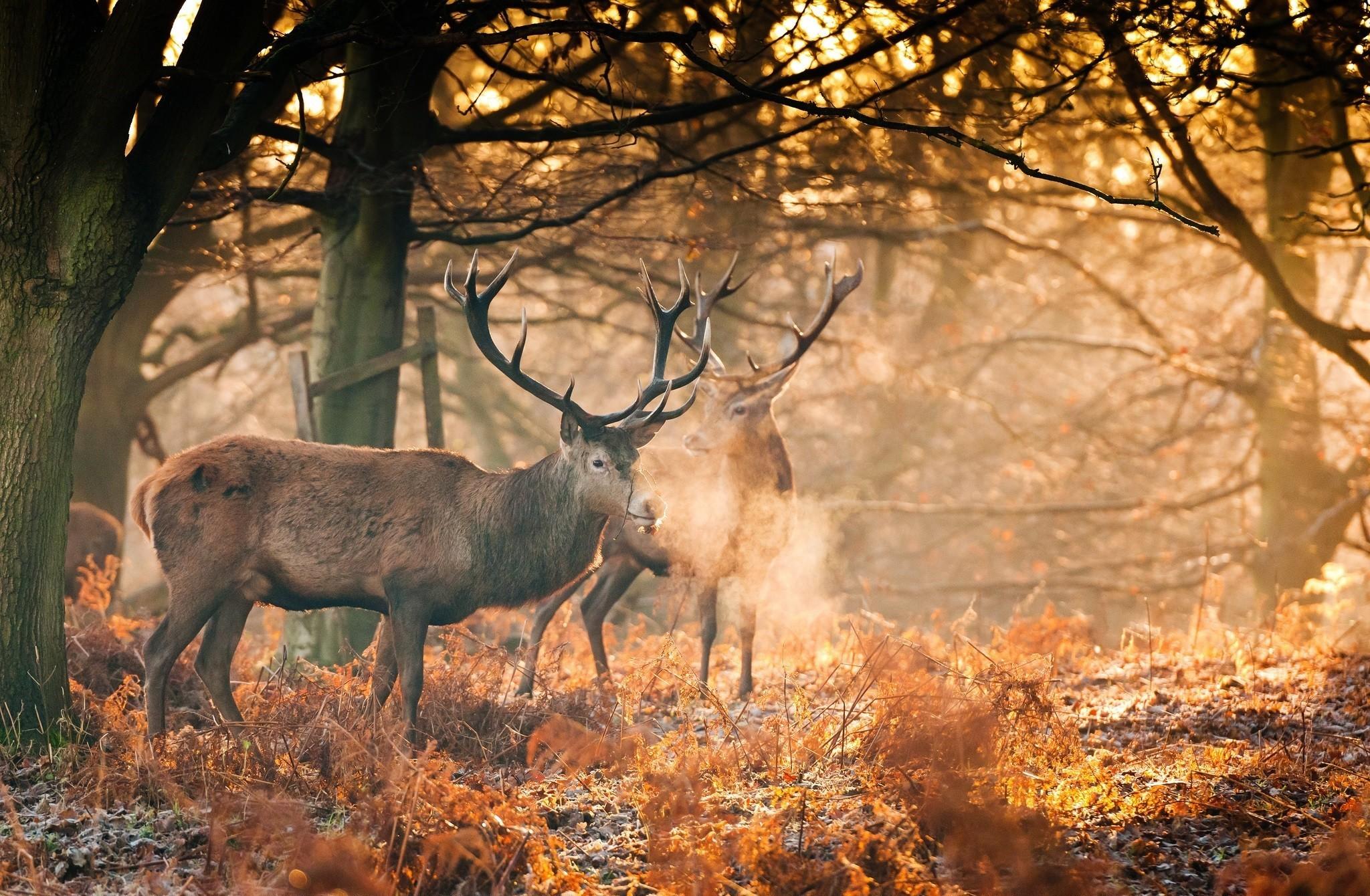 2048x1340 Deer HD Wallpaper